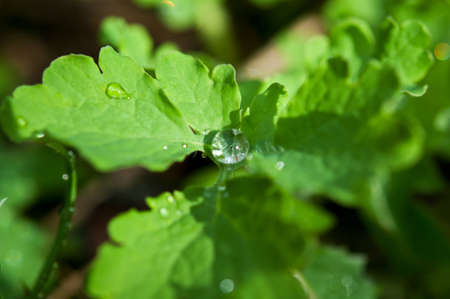 closeup of water drop on leaf backgroundの写真素材