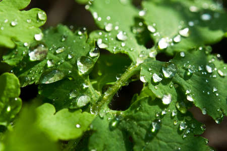closeup of water drop on leaf backgroundの写真素材