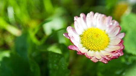 closeup of spring flower backgroundの写真素材