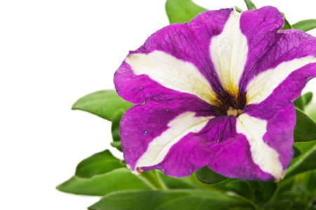 beauty flower isolated on a white backgroundの写真素材