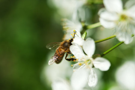 bee on spring flowers blossoms on a background