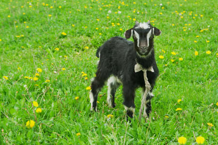 little black goat on the field in the villageの写真素材