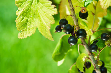 closeup of fresh currant in gardenの写真素材