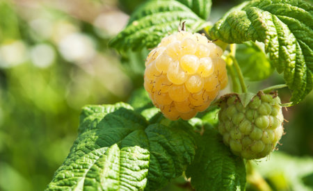 ripe raspberry in garden background