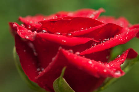 closeup of red rose with water drops の写真素材