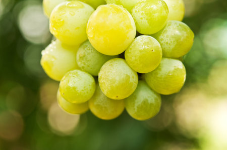 fresh vine green grapes in the garden