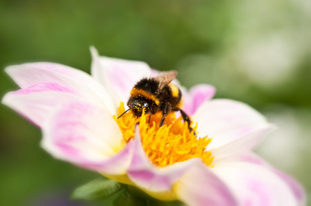 closeup of bee on beautiful flower