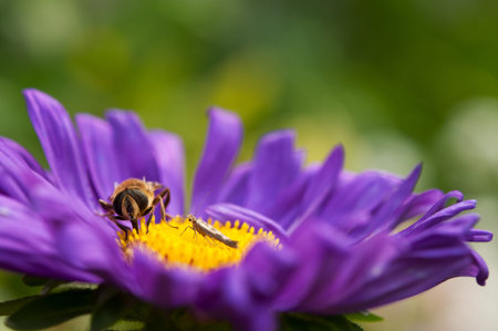 macro photo of bee on flower backgroundの写真素材