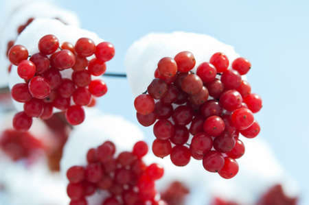 winter frozen viburnum under snow backgroundの写真素材