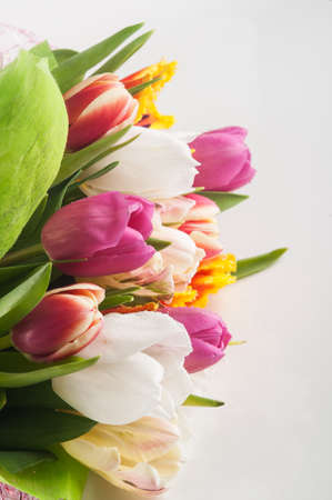 Tulips flowers on white backgroundの写真素材