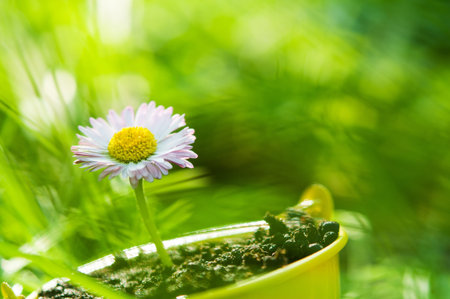 camomile flower on a green grass backgroundの写真素材
