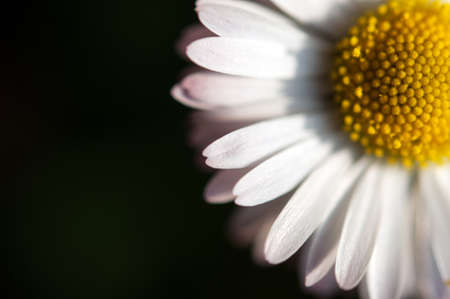 daisy flower on a green grass backgroundの写真素材
