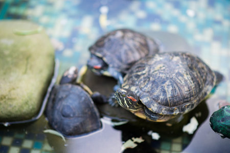close up of shell in zoo park