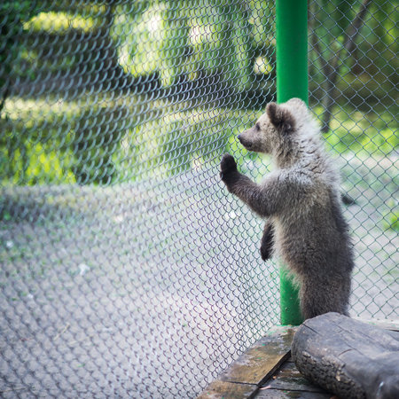 little brown bear in zooの写真素材