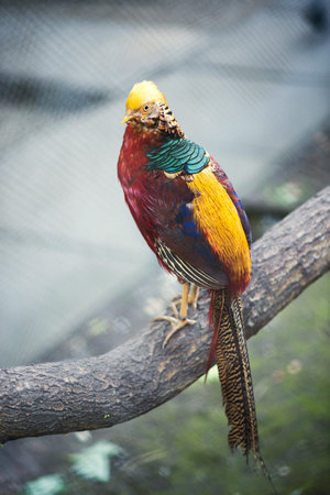close up of pheasant bird