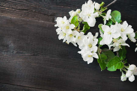 apple blossom flowers on wooden backgroundの写真素材