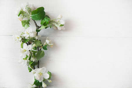apple blossom flowers on wooden backgroundの写真素材
