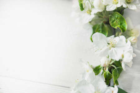 apple blossom flowers on wooden backgroundの写真素材