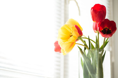 Bright red and yellow flowers tulips. near the window. at the kitchen tableの写真素材