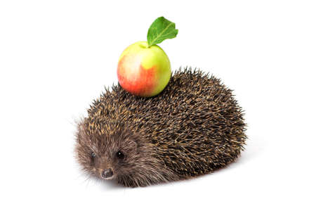 small animal hedgehog with green apple isolated on white backgroundの写真素材
