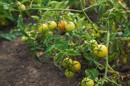 ripe and fresh tomato on the branch in garden outdoors backgroundの写真素材