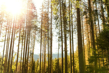 Natural ray of the sun pierces into a dense green pine forest landscapeの写真素材