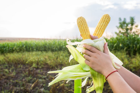 Harvesting corn food, woman hand holding crop on fieldの写真素材