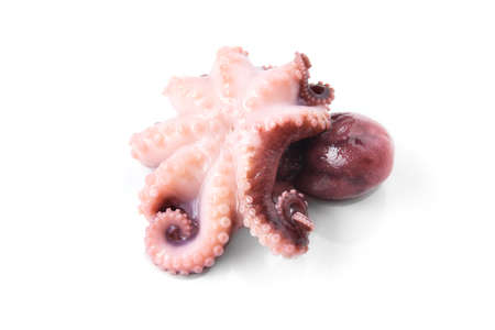 Small octopus isolated on a white background. Seafood meal.の写真素材
