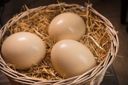 huge ostrich eggs in the hay boxの写真素材