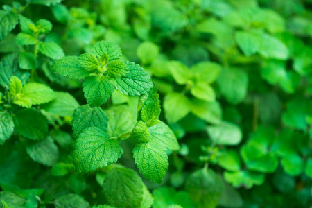 Closeup of fresh green mint leaves on a background.の写真素材