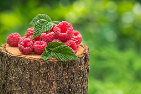 Fresh and natural raspberry with leaf on a wood stump green garden. farming and harvesting berry. copy space textの写真素材