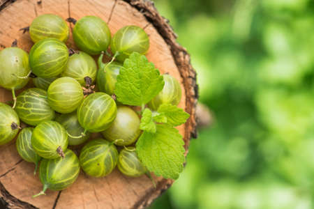 Fresh and natural gooseberry with mint leaf on a wood stump green garden. farming and harvesting berry. top view. top viewの写真素材