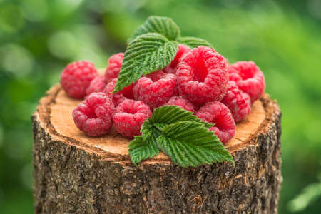 Fresh and natural raspberry with leaf on a wood stump green garden. farming and harvesting berry.の写真素材