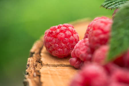 Fresh and natural raspberry with leaf on a wood stump green garden. farming and harvesting berry.の写真素材