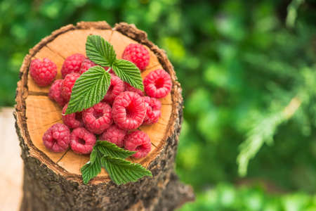 Fresh and natural raspberry with leaf on a wood stump green garden. farming and harvesting berry. top view.の写真素材