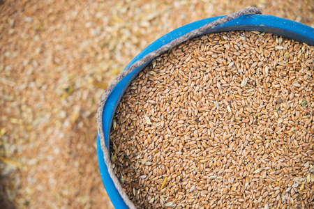 Wheat harvest in village on field. full bucket of grain. Rural agriculture background.の写真素材