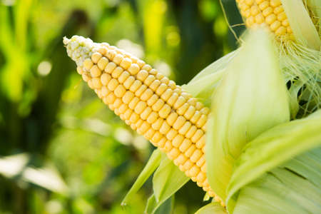 Closeup of fresh corn in a field. organic harvest background.の写真素材