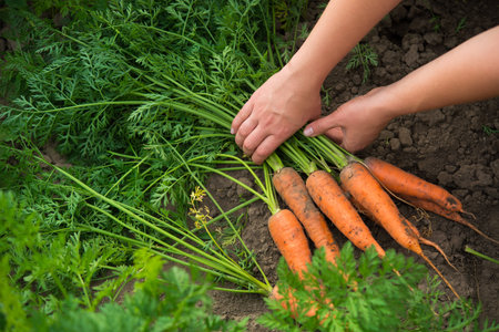Woman farmer holds fresh carrots just picked from the field. Organic food background. harvesting on plantation.の写真素材