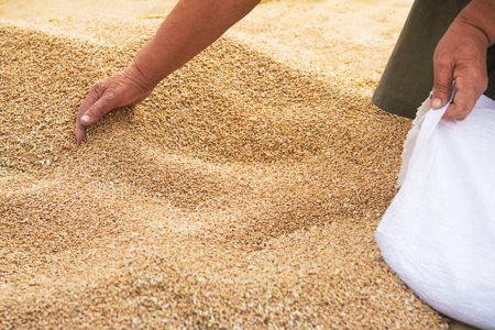 Wheat harvest in village on field. Farmers manually clean the harvested grain. Rural agriculture background.の写真素材