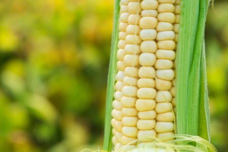 Closeup of fresh corn in a field. organic harvest background.