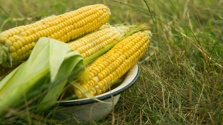 Macro photo of fresh yellow corn in old plate. Harvesting in the field.の写真素材