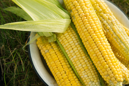 Macro photo of fresh yellow corn in old plate. Harvesting in the field.