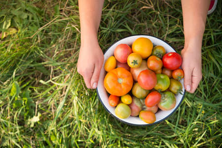 Farmer holds harvest of fresh tomatoes of different color in a field. harvesting season of vegetables. top viewの写真素材