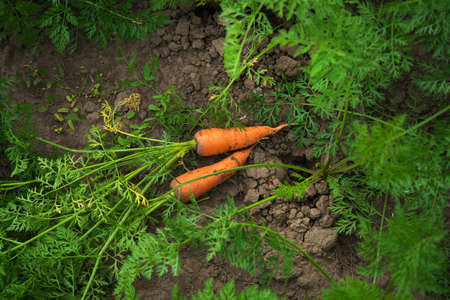 Fresh harvest of carrots on the field in sunny weather. gmo free, organic vegetables. Healthy eating background. top viewの写真素材