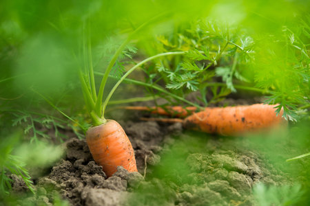 Fresh harvest of carrots on the field in sunny weather. gmo free, organic vegetables. Healthy eating background.の写真素材