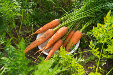 Fresh harvest of carrots on the field in sunny weather. gmo free, organic vegetables. Healthy eating background.の写真素材
