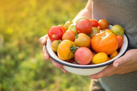 Farmer holds harvest of fresh tomatoes of different color in a field. harvesting season of vegetables.の写真素材