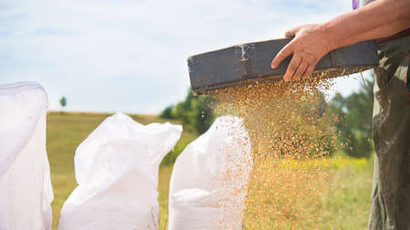 Wheat harvest in village on field. Farmers manually clean, sifting the harvested grain. Rural agriculture background.の写真素材