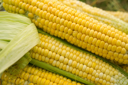 close up of fresh yellow corn. Harvesting in the field.