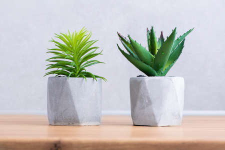 Two flowerpots of succulent plants in concrete style in Scandinavian kitchen on a background of concrete wall background. Kitchen interior.の写真素材